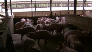 generic hog farm image